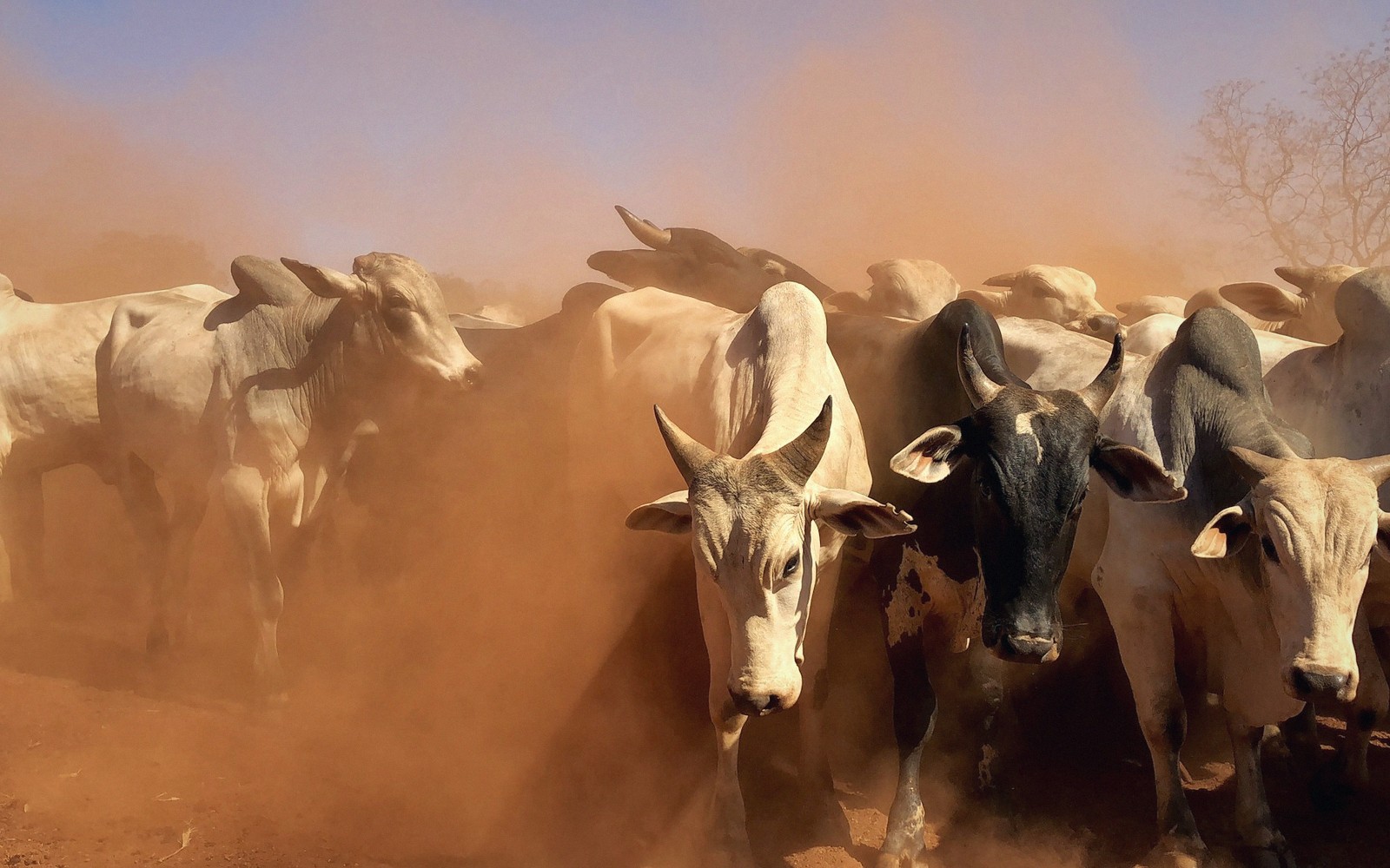 Boran Cattle and Kenya's Livestock