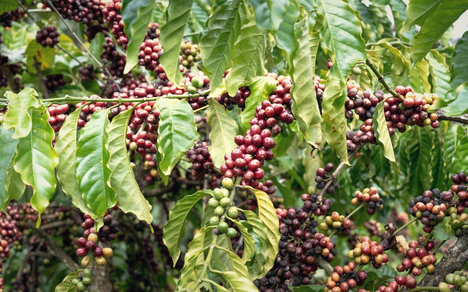 Kenyan Coffee and the Batian Bean