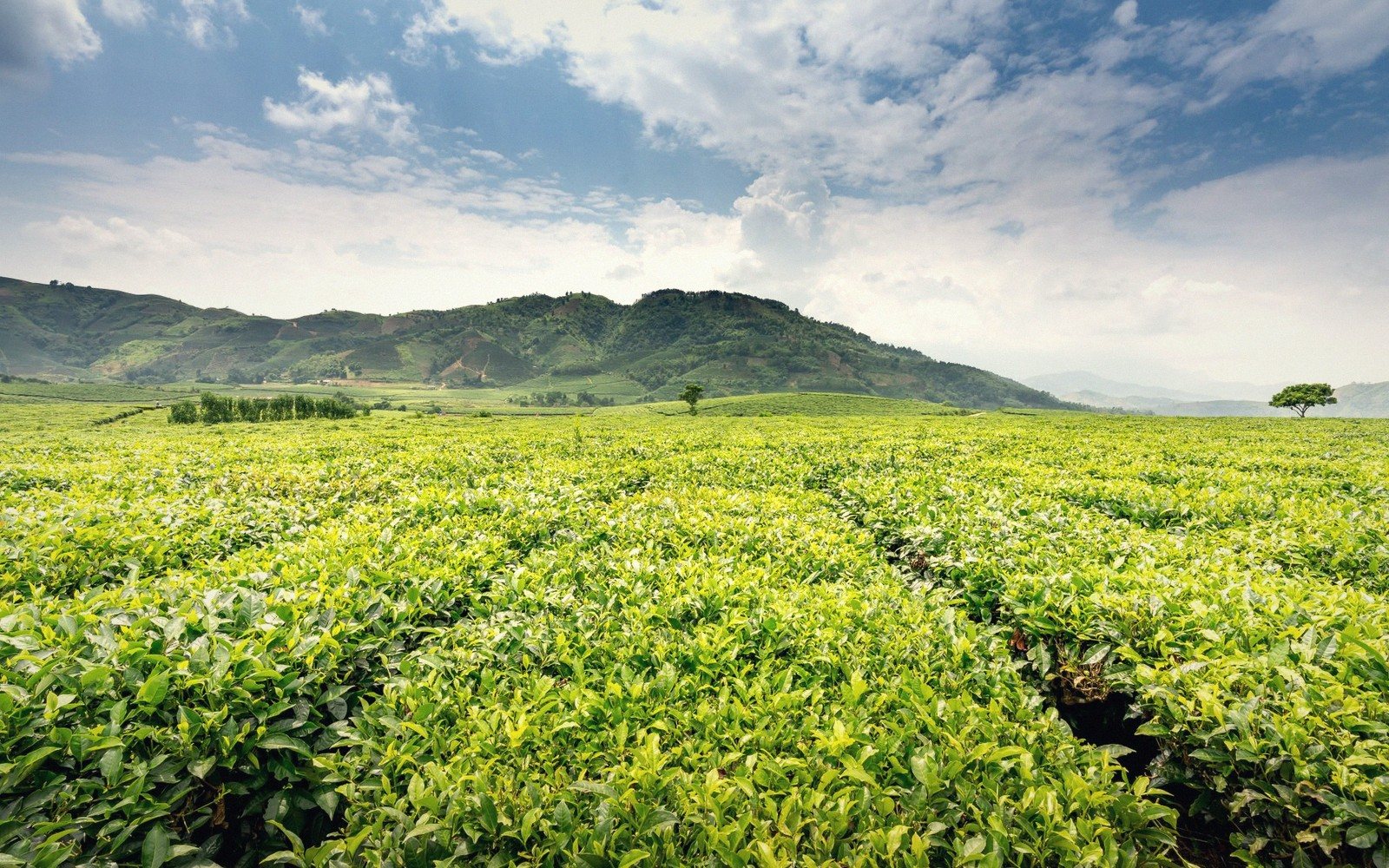 Smallholder Farming and Innovation